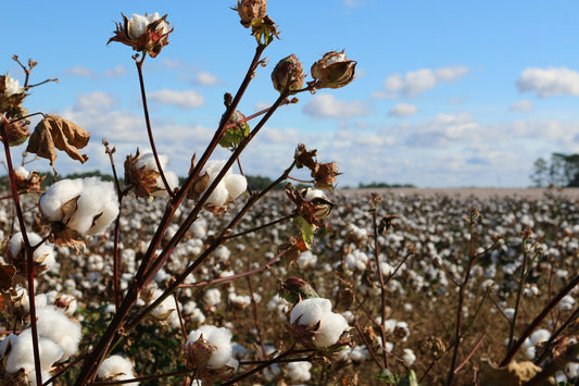 organic cotton field